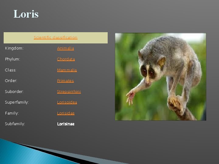 Loris Scientific classification Kingdom: Animalia Phylum: Chordata Class: Mammalia Order: Primates Suborder: Strepsirrhini Superfamily: