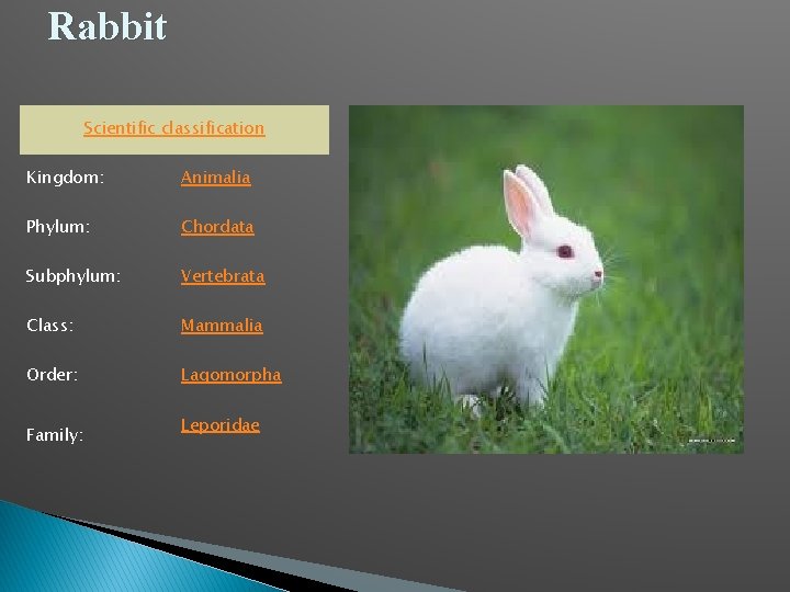 Rabbit Scientific classification Kingdom: Animalia Phylum: Chordata Subphylum: Vertebrata Class: Mammalia Order: Lagomorpha Family: