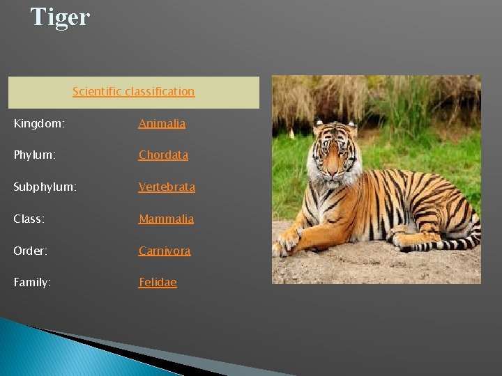 Tiger Scientific classification Kingdom: Animalia Phylum: Chordata Subphylum: Vertebrata Class: Mammalia Order: Carnivora Family: