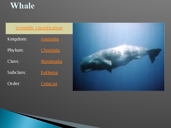 Whale Scientific classification Kingdom: Animalia Phylum: Chordata Class: Mammalia Subclass: Eutheria Order: Cetacea 