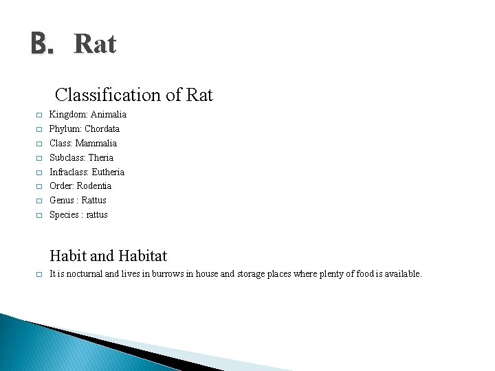 B. Rat Classification of Rat � � � � Kingdom: Animalia Phylum: Chordata Class: