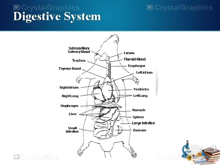 Digestive System 