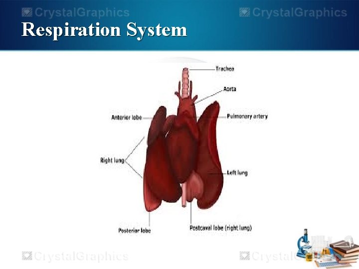 Respiration System 