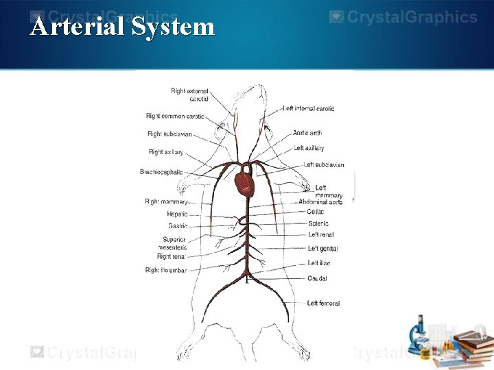 Arterial System 