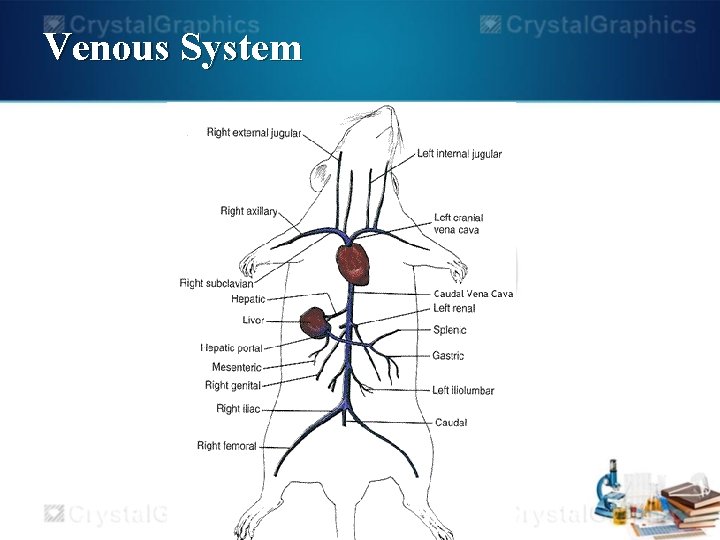 Venous System 