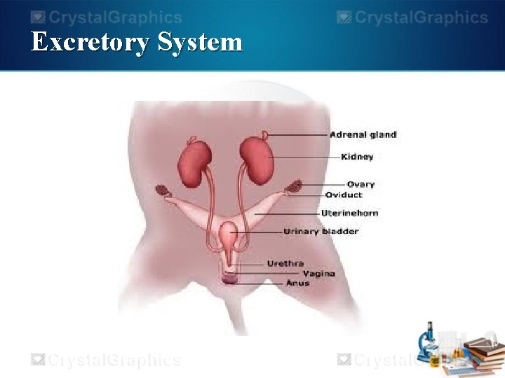 Excretory System 