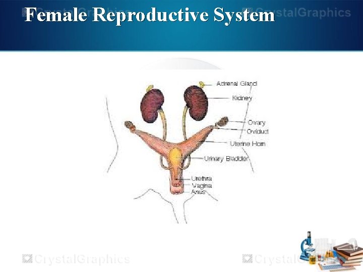 Female Reproductive System 