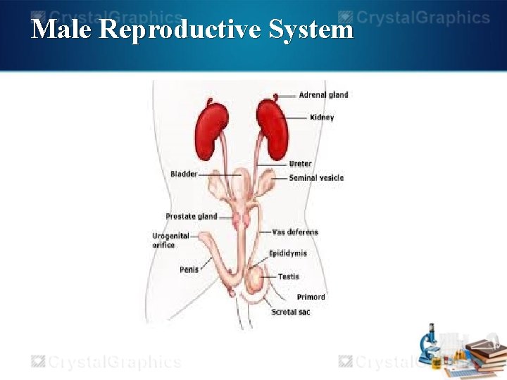 Male Reproductive System 