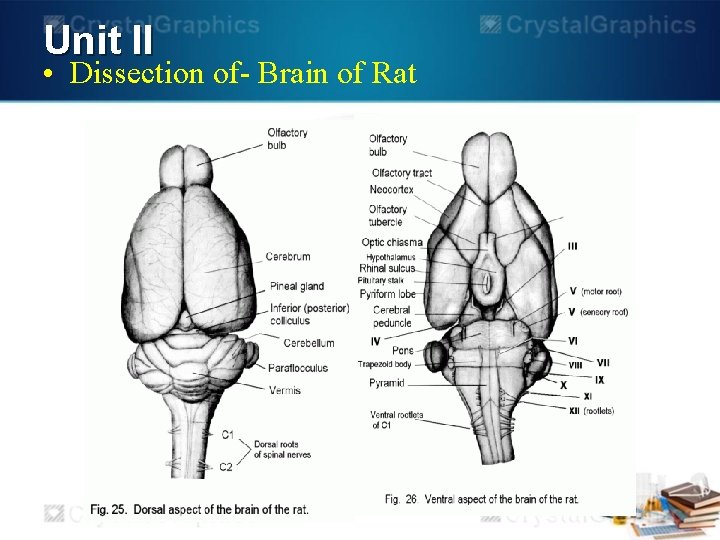 Unit II • Dissection of- Brain of Rat 