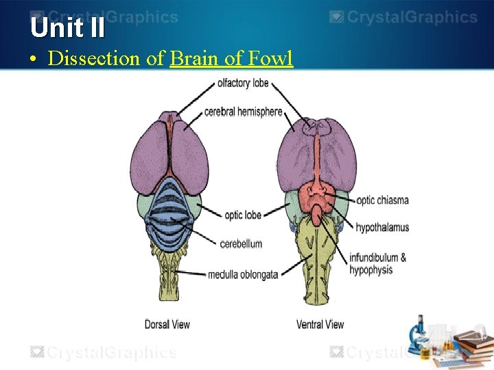 Unit II • Dissection of Brain of Fowl 