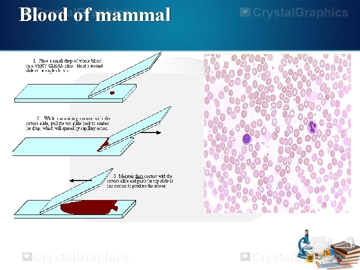 Blood of mammal 