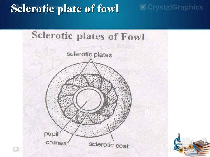 Sclerotic plate of fowl 