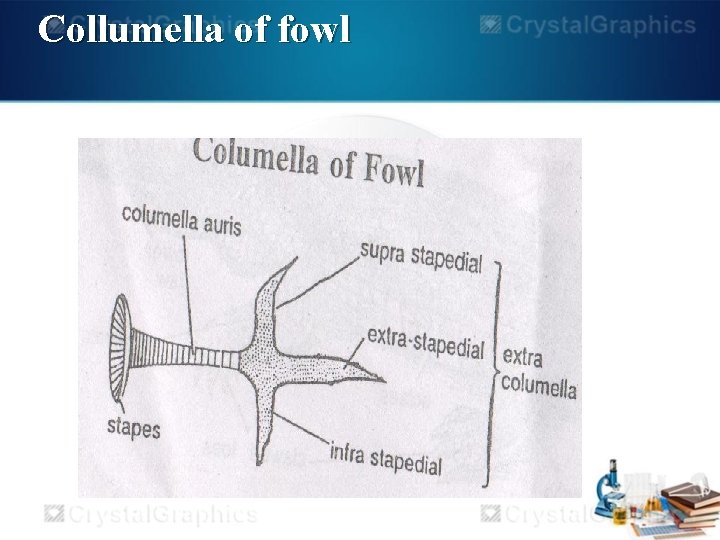 Collumella of fowl 