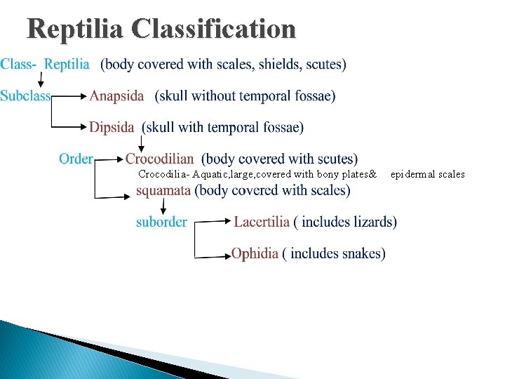 Reptilia Classification Crocodilia- Aquatic, large, covered with bony plates& epidermal scales 