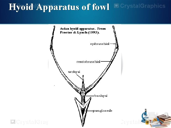 Hyoid Apparatus of fowl 