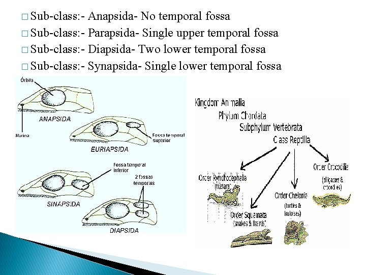 � Sub-class: - Anapsida- No temporal fossa � Sub-class: - Parapsida- Single upper temporal