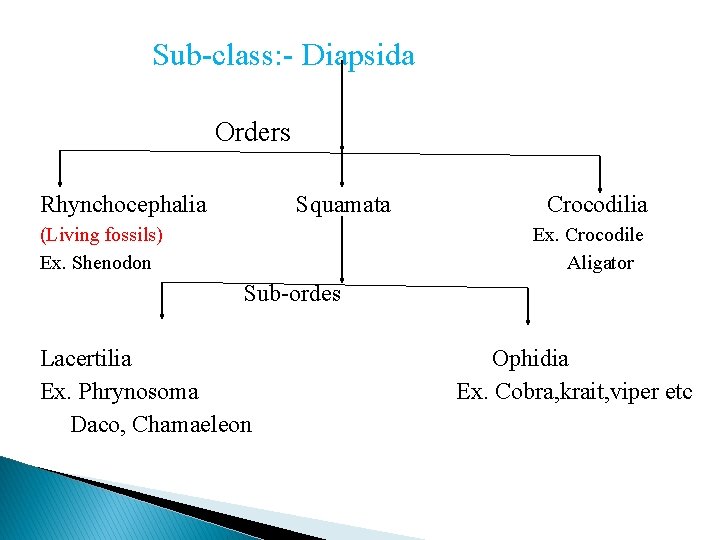 Sub-class: - Diapsida Orders Rhynchocephalia Squamata (Living fossils) Ex. Shenodon Crocodilia Ex. Crocodile Aligator