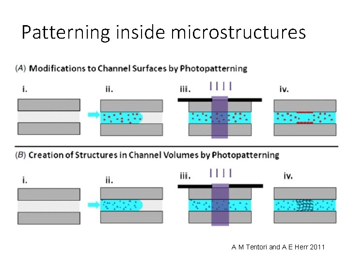 Patterning inside microstructures A M Tentori and A E Herr 2011 