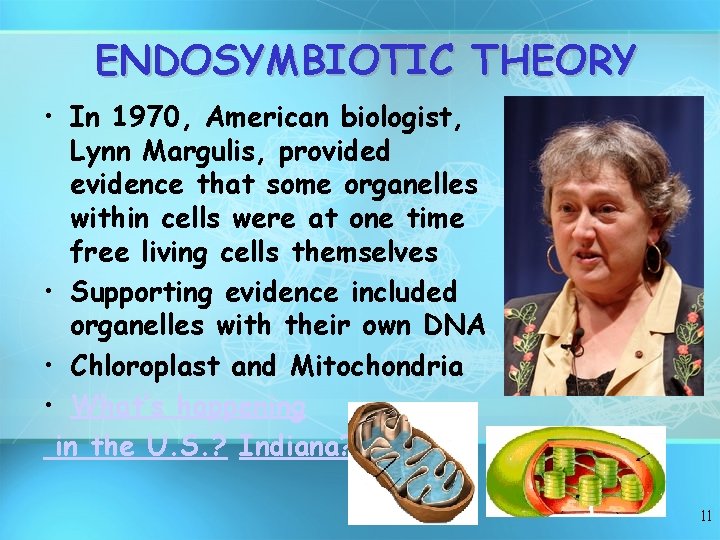 ENDOSYMBIOTIC THEORY • In 1970, American biologist, Lynn Margulis, provided evidence that some organelles