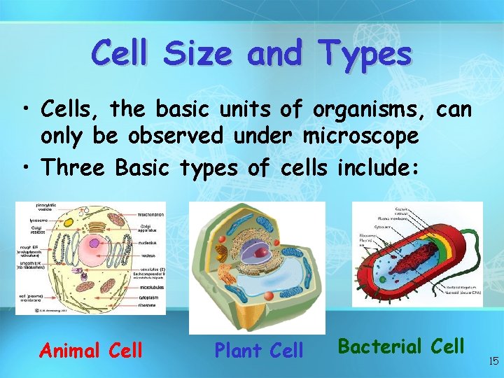 Cell Size and Types • Cells, the basic units of organisms, can only be