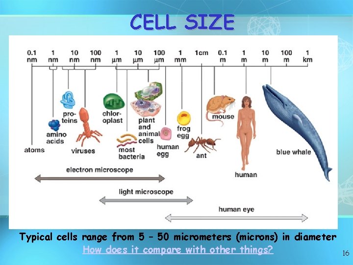 CELL SIZE Typical cells range from 5 – 50 micrometers (microns) in diameter How