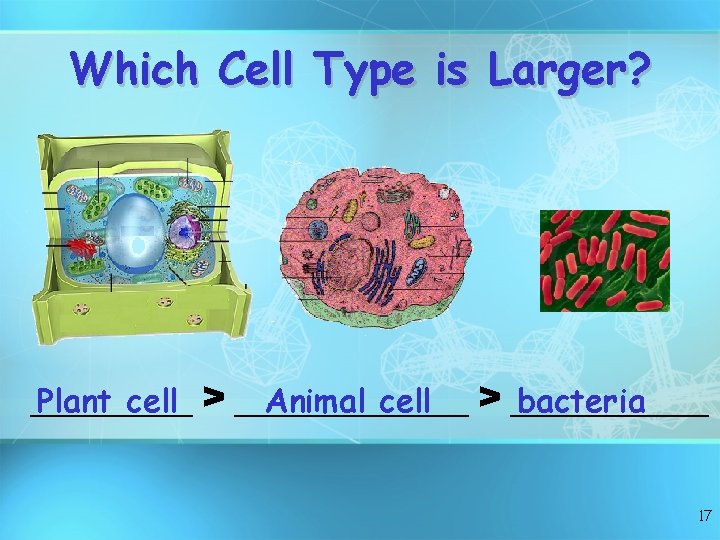 Which Cell Type is Larger? _____ Plant cell > _______ Animal cell > ______