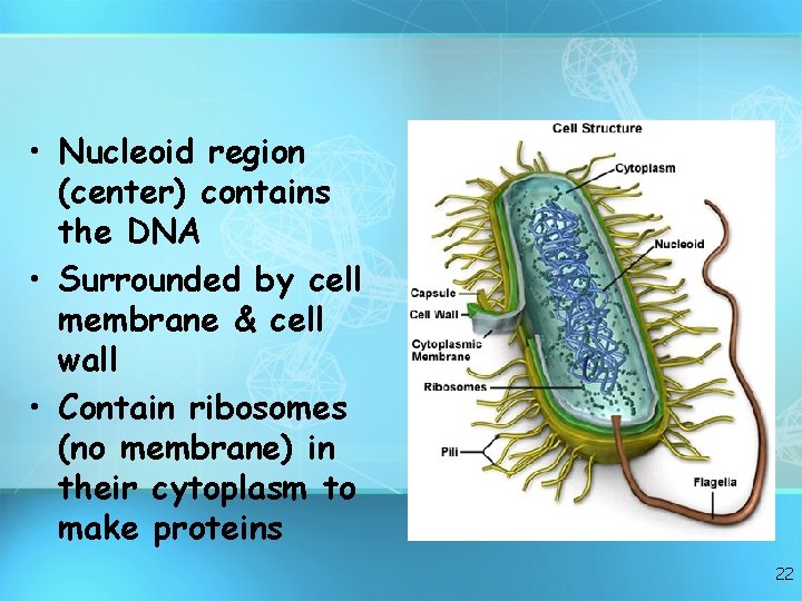  • Nucleoid region (center) contains the DNA • Surrounded by cell membrane &