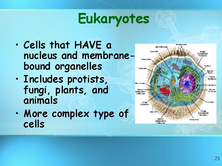 Eukaryotes • Cells that HAVE a nucleus and membranebound organelles • Includes protists, fungi,