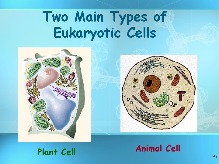 Two Main Types of Eukaryotic Cells Plant Cell Animal Cell 25 
