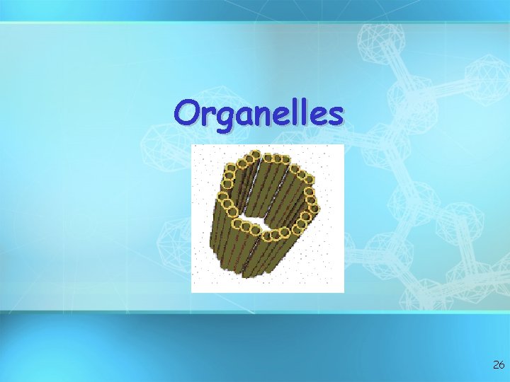 Organelles 26 