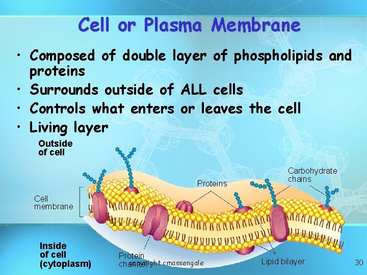 Cell or Plasma Membrane • Composed of double layer of phospholipids and proteins •