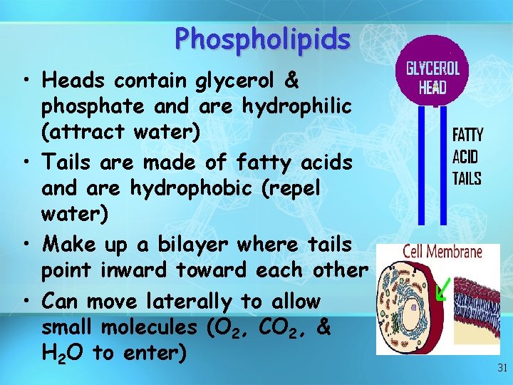 Phospholipids • Heads contain glycerol & phosphate and are hydrophilic (attract water) • Tails