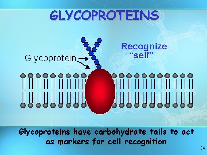 GLYCOPROTEINS Recognize “self” Glycoproteins have carbohydrate tails to act as markers for cell recognition