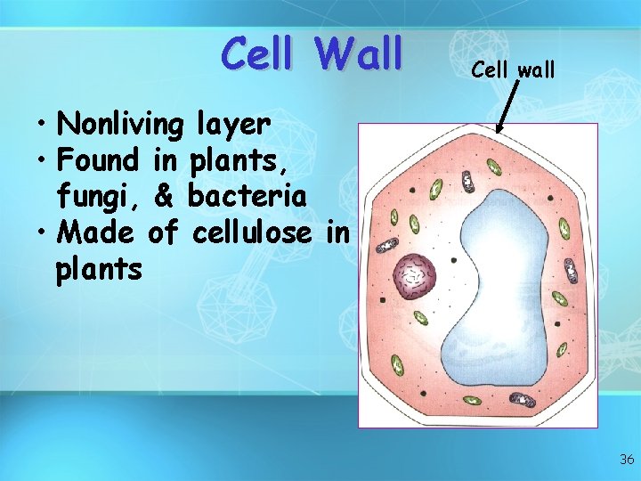 Cell Wall Cell wall • Nonliving layer • Found in plants, fungi, & bacteria