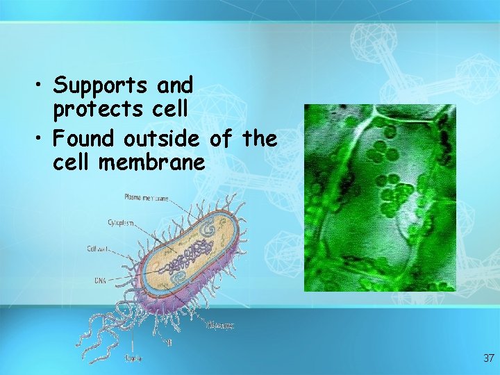  • Supports and protects cell • Found outside of the cell membrane 37