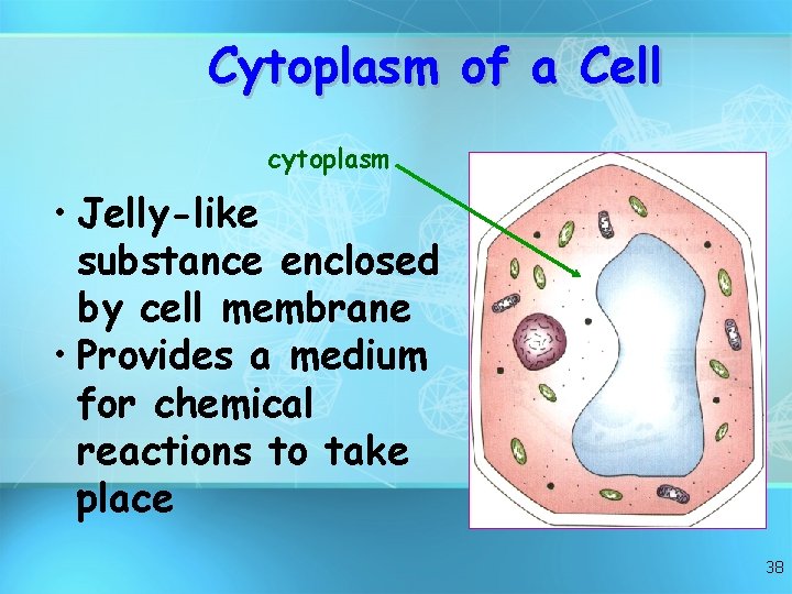 Cytoplasm of a Cell cytoplasm • Jelly-like substance enclosed by cell membrane • Provides