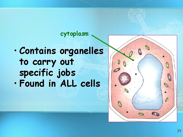 cytoplasm • Contains organelles to carry out specific jobs • Found in ALL cells