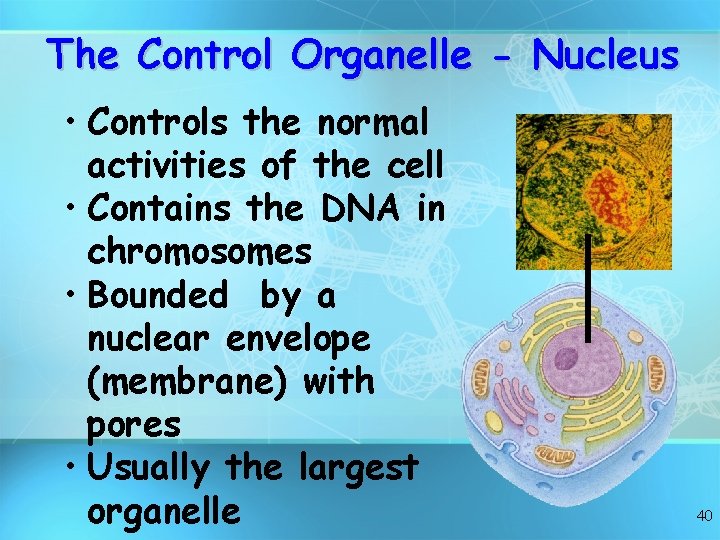 The Control Organelle - Nucleus • Controls the normal activities of the cell •