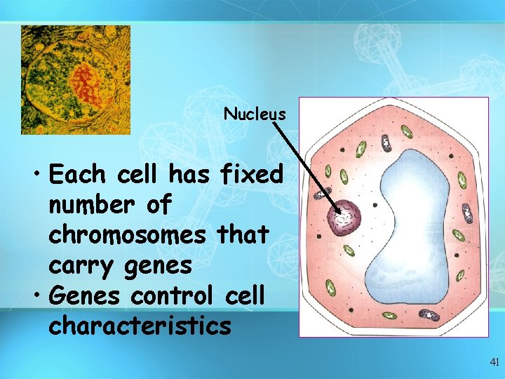 Nucleus • Each cell has fixed number of chromosomes that carry genes • Genes