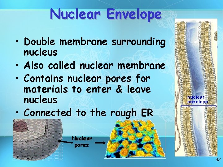 Nuclear Envelope • Double membrane surrounding nucleus • Also called nuclear membrane • Contains