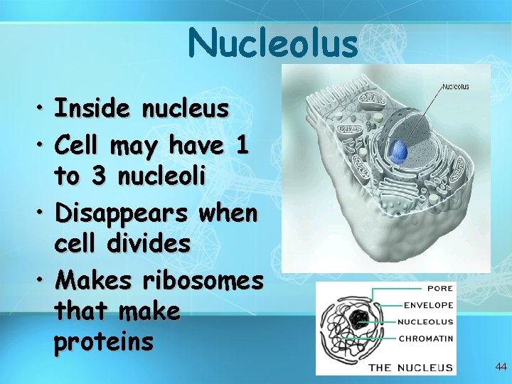 Nucleolus • • Inside nucleus Cell may have 1 to 3 nucleoli • Disappears