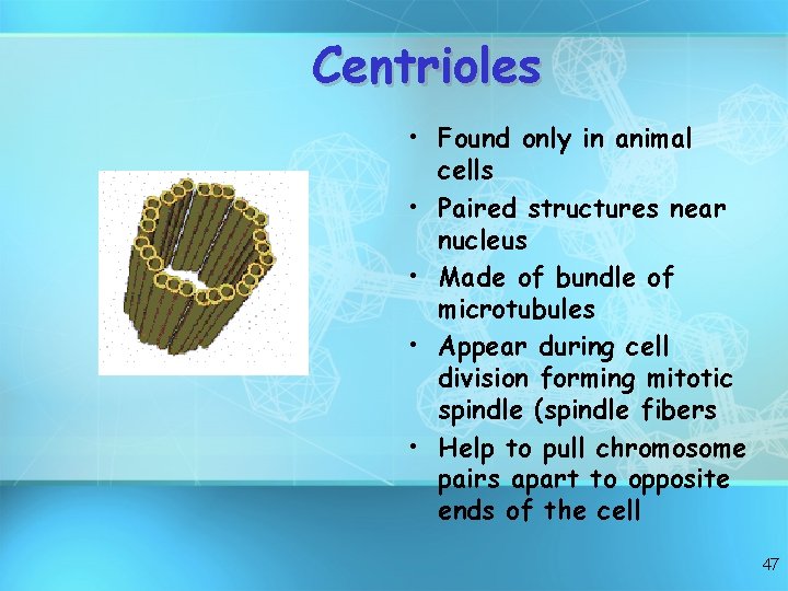 Centrioles • Found only in animal cells • Paired structures near nucleus • Made