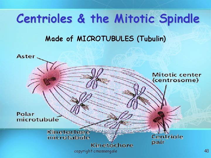 Centrioles & the Mitotic Spindle Made of MICROTUBULES (Tubulin) copyright cmassengale 48 