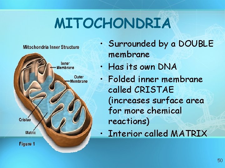 MITOCHONDRIA • Surrounded by a DOUBLE membrane • Has its own DNA • Folded