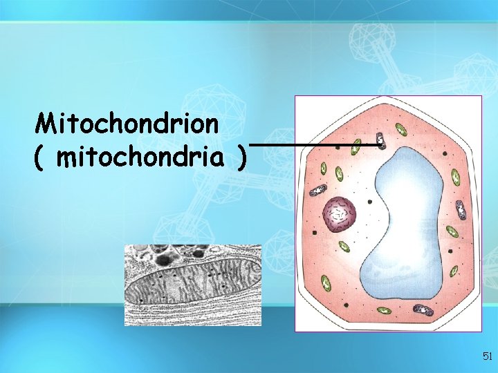 Mitochondrion ( mitochondria ) 51 