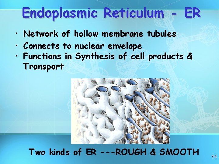 Endoplasmic Reticulum - ER • Network of hollow membrane tubules • Connects to nuclear