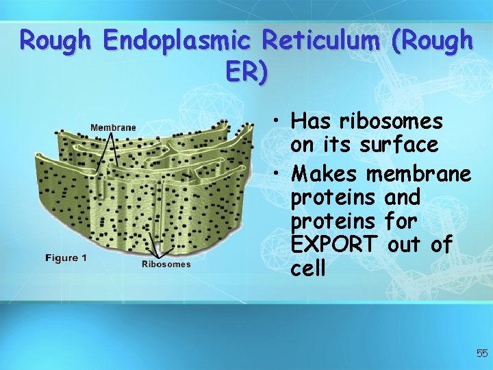 Rough Endoplasmic Reticulum (Rough ER) • Has ribosomes on its surface • Makes membrane