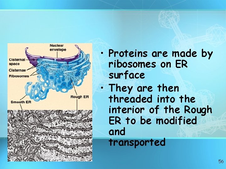  • Proteins are made by ribosomes on ER surface • They are then