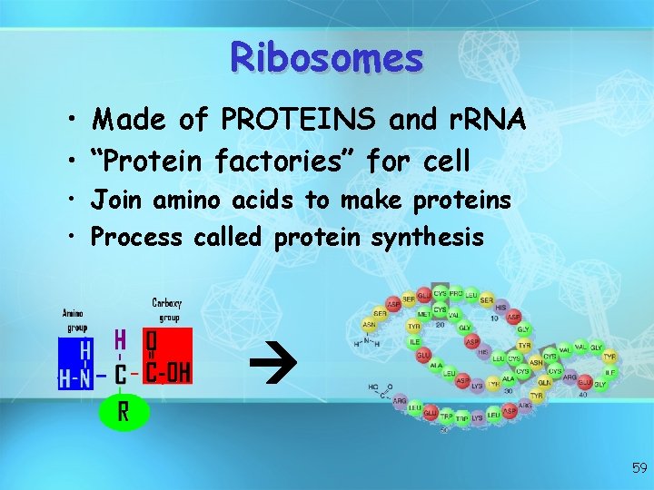 Ribosomes • Made of PROTEINS and r. RNA • “Protein factories” for cell •