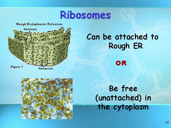 Ribosomes Can be attached to Rough ER OR Be free (unattached) in the cytoplasm